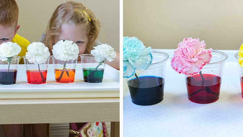 How kids can change the color of flowers change color of flowers