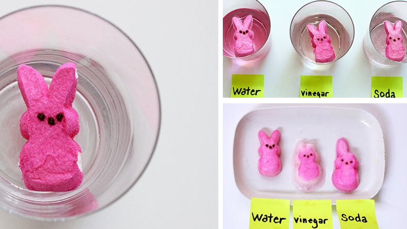 Peeps in vinegar and soda peeps experiment
