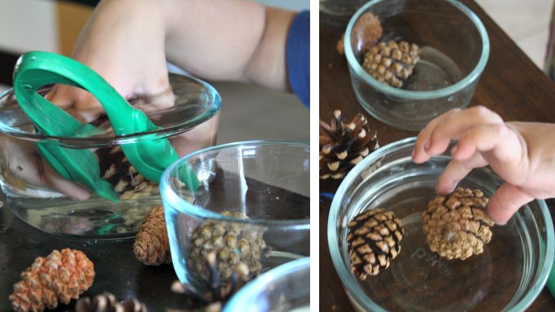 Look how pinecones react in cold and hot water open and close pinecone