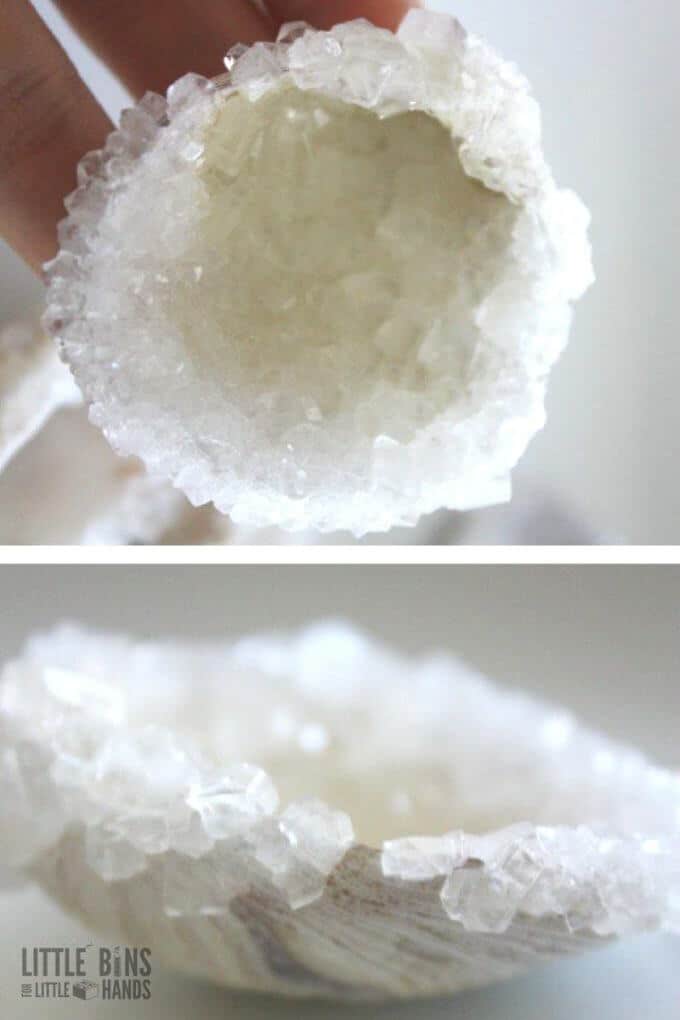 The Science Of Crystals Seashells