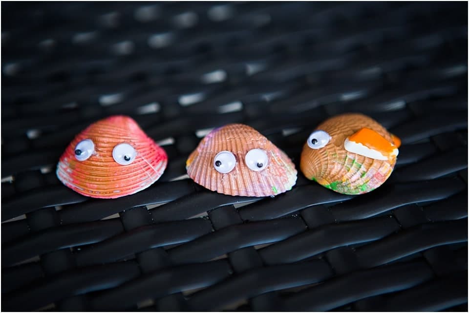 A Rainbow Of Seashells