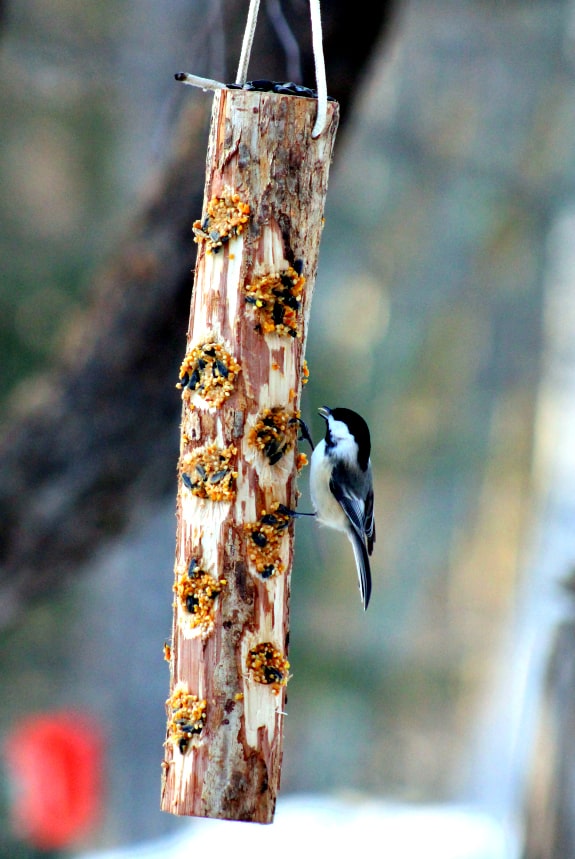 Bird Feeder