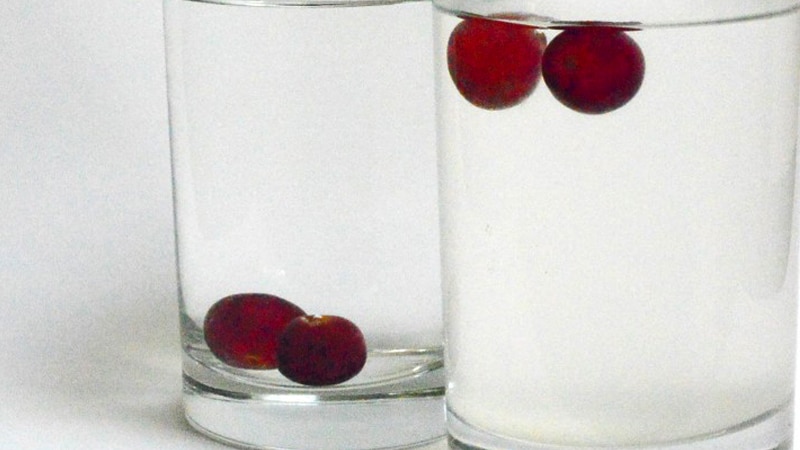 grapes activity