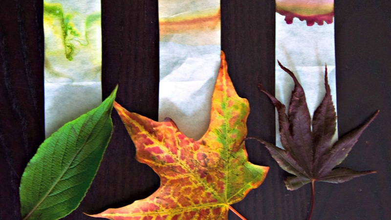 leaves changing color