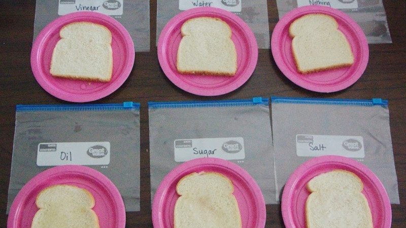 mold on bread