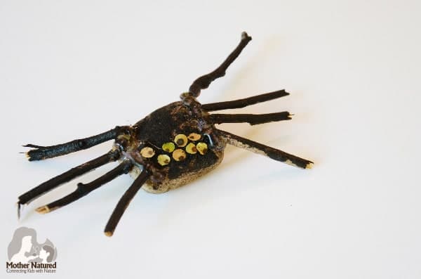 Spiders In Nature