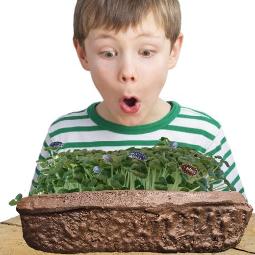 Roly Poly Farm 