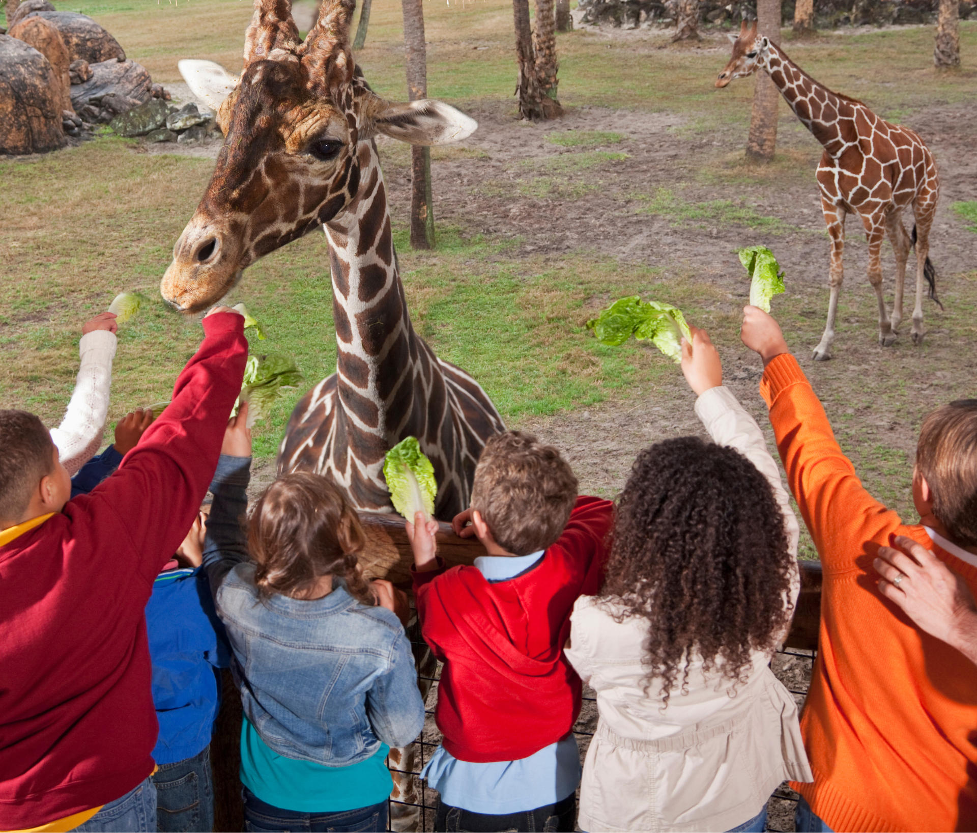 Party At The Zoo