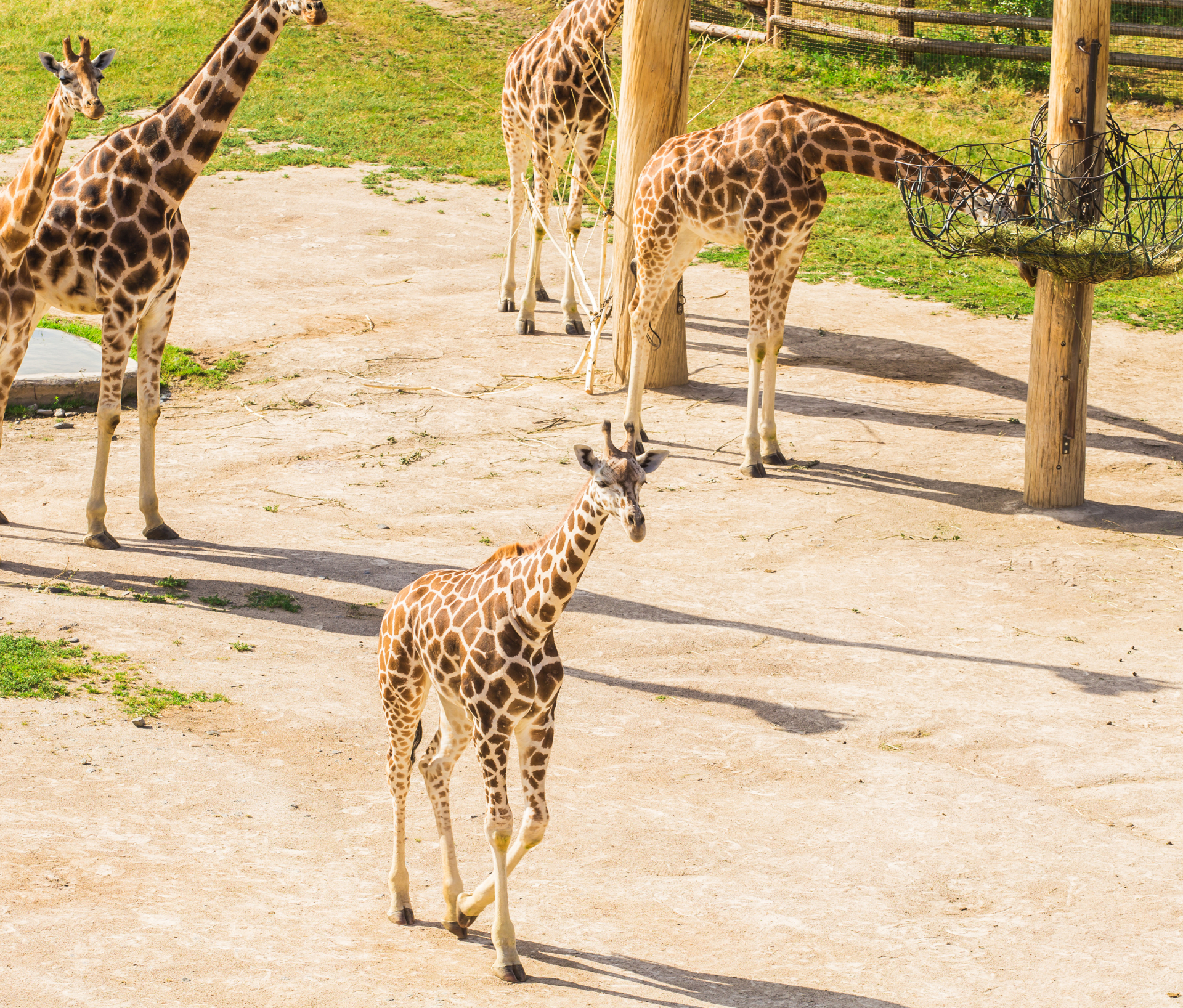 Zoo Safari Tour