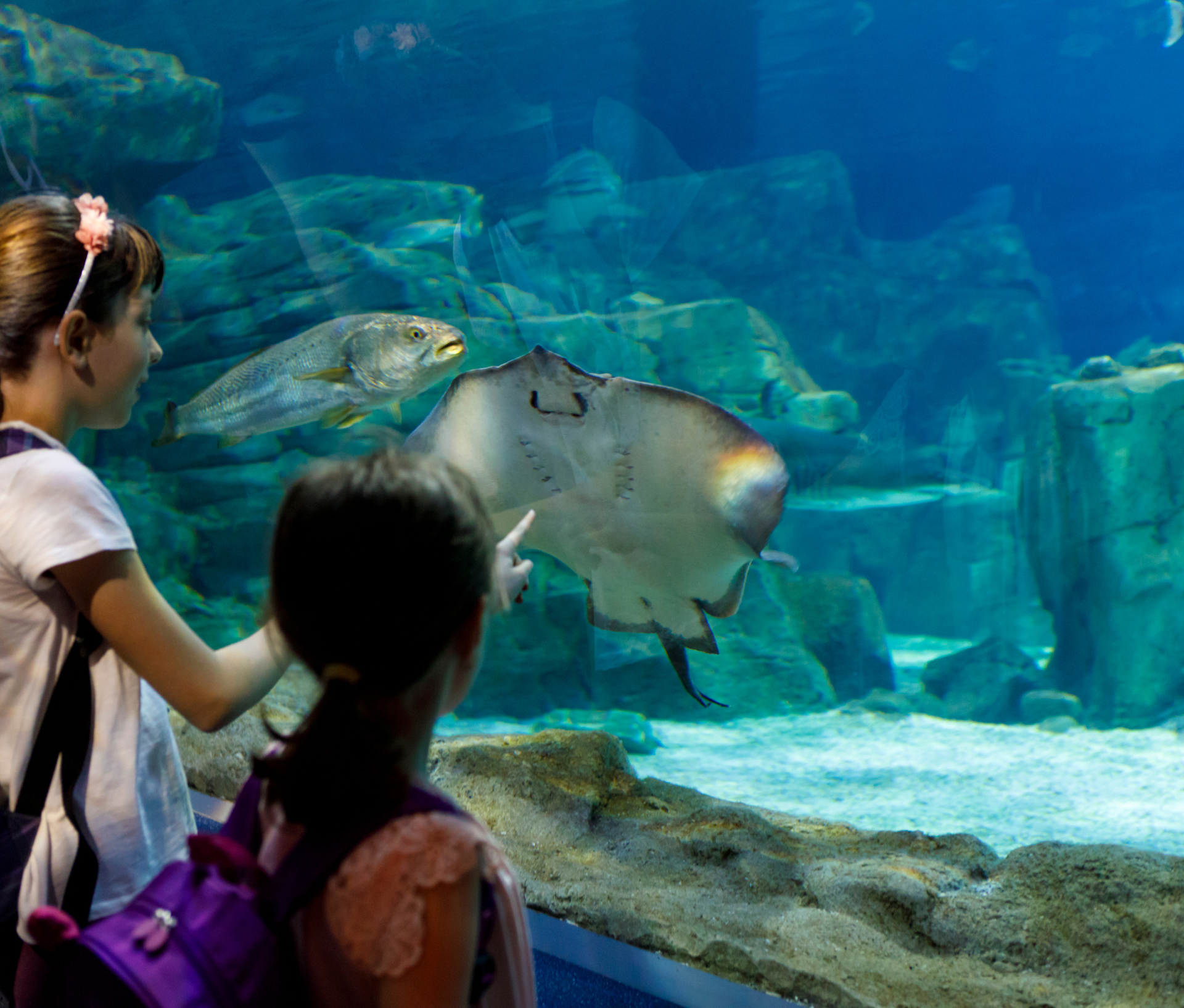 Visit An Aquarium