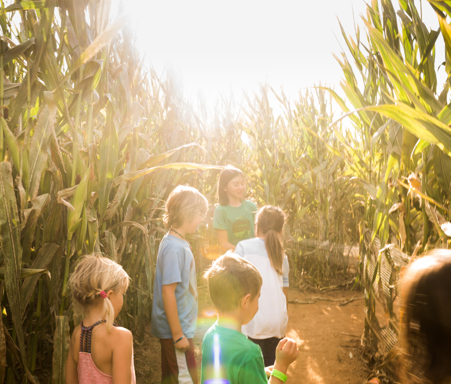 Corn Maze